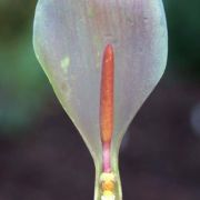 Image of Arum italicum  Miller.