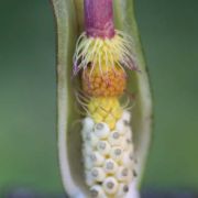 Image of Arum italicum  Miller.