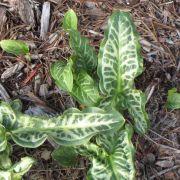 Image of Arum italicum  Miller.