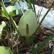 Image of Arum italicum ssp. albispathum (Steven ex Ledeb.) Prime.