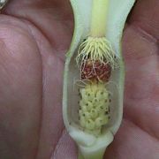 Image of Arum italicum ssp. albispathum (Steven ex Ledeb.) Prime.