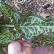 Image of Arum italicum ssp. italicum Miller.