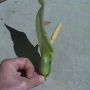 Image of Arum italicum ssp. italicum Miller.