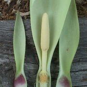 Image of Arum italicum ssp. italicum Miller.