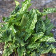 Image of Arum italicum ssp. italicum Miller.