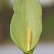 Image of Arum italicum ssp. italicum Miller.