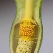 Image of Arum italicum ssp. italicum Miller.