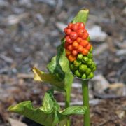 Image of Arum italicum ssp. italicum Miller.