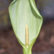 Image of Arum italicum ssp. neglectum F. Towns..