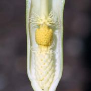 Image of Arum italicum ssp. neglectum F. Towns..