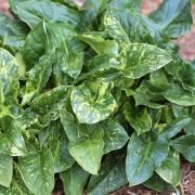 Image of Arum italicum ssp. neglectum F. Towns..