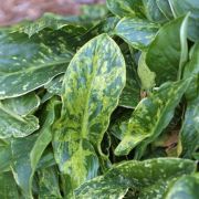 Image of Arum italicum ssp. neglectum F. Towns..