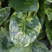 Image of Arum italicum ssp. neglectum F. Towns..