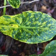 Image of Arum italicum ssp. neglectum F. Towns..