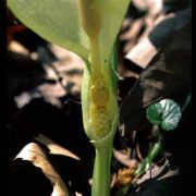 Image of Arum italicum  Miller.