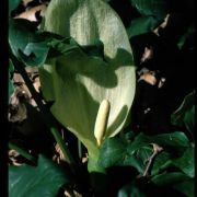 Image of Arum italicum  Miller.