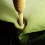 Image of Arum italicum ssp. albispathum (Steven ex Ledeb.) Prime.