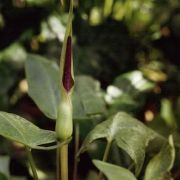 Image of Arum jacquemontii  Bl..