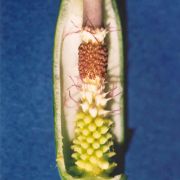 Image of Arum korolkowii  Regel.