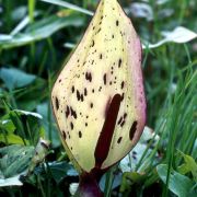 Image of Arum maculatum  L..