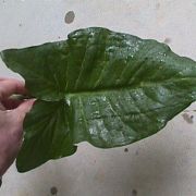 Image of Arum nigrum  Schott.
