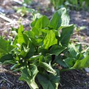 Image of Arum nigrum  Schott.