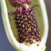 Image of Arum nigrum  Schott.