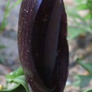 Image of Arum orientale  M. Bieb..