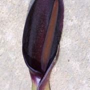 Image of Arum orientale  M. Bieb..