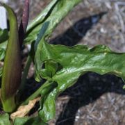 Image of Arum orientale  M. Bieb..