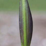 Image of Arum orientale  M. Bieb..