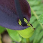 Image of Arum palaestinum  Boiss..