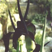 Image of Arum palaestinum  Boiss..