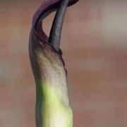 Image of Arum pictum  L. f..