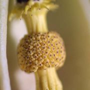 Image of Arum pictum  L. f..