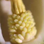 Image of Arum pictum  L. f..