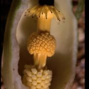 Image of Arum pictum  L. f..