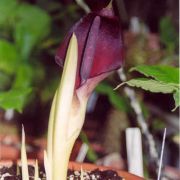 Image of Arum pictum  L. f..