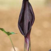 Image of Arum purpureospathum  P.C. Boyce.