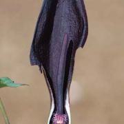 Image of Arum purpureospathum  P.C. Boyce.