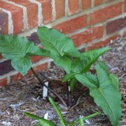 Image of Arum purpureospathum  P.C. Boyce.