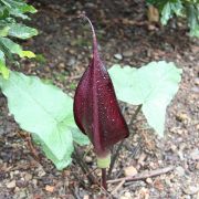 Image of Arum purpureospathum  P.C. Boyce.