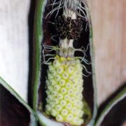 Image of Arum purpureospathum  P.C. Boyce.