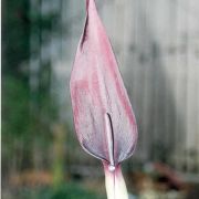 Image of Arum purpureospathum  P.C. Boyce.