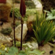 Image of Arum rupicola  Boiss..