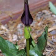 Image of Arum rupicola var. rupicola Boiss..