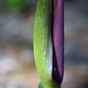 Image of Arum rupicola var. rupicola Boiss..