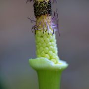 Image of Arum rupicola var. rupicola Boiss..