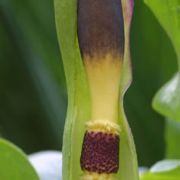 Image of Arum rupicola var. virescens Boiss..