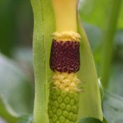 Image of Arum rupicola var. virescens Boiss..